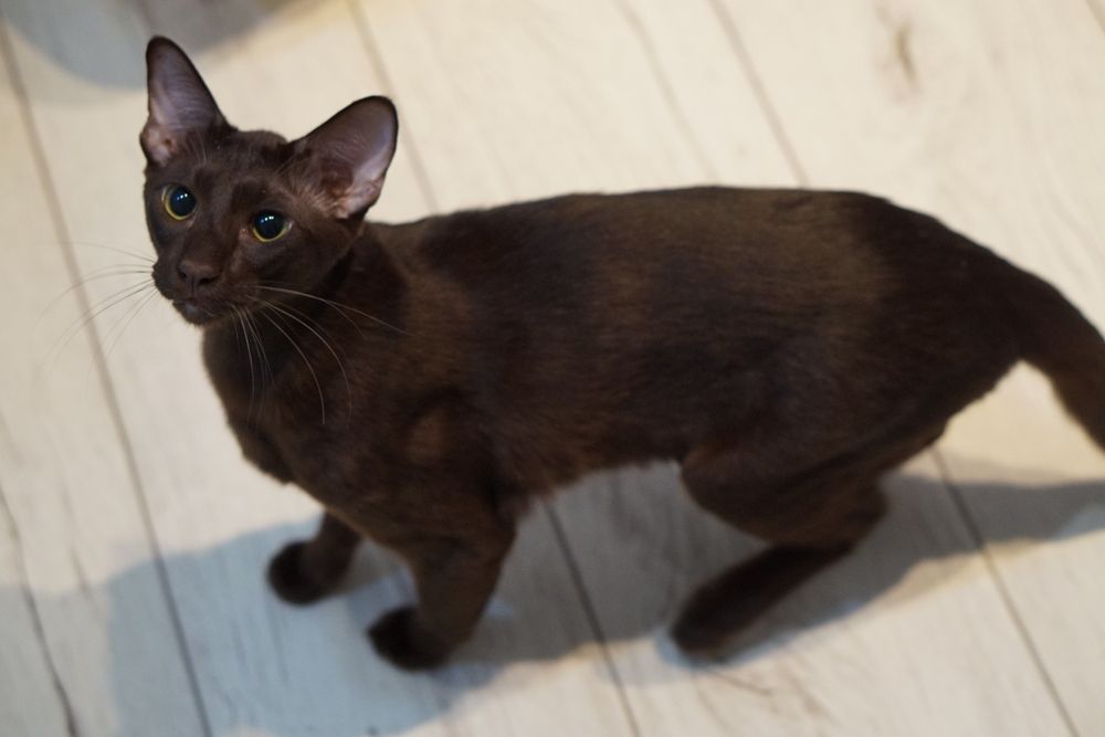 Peterbald kocurek orientalny gotowy do zmiany domku prawdziwy rodowód