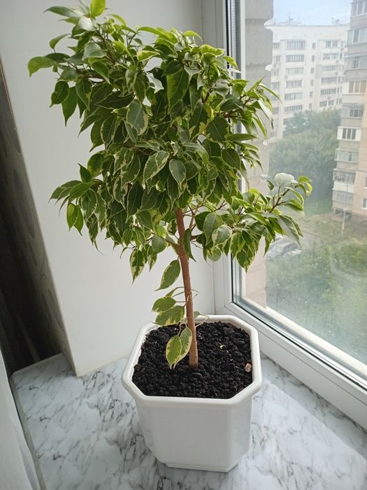 Шикарные комнатные цветы