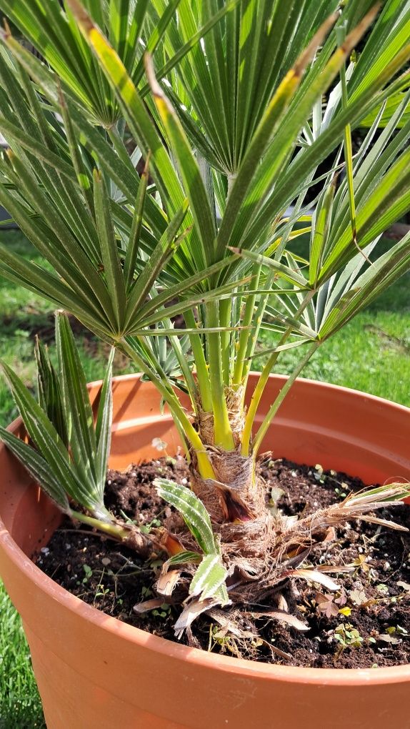 Karłatka niska (Chamaerops humilis)