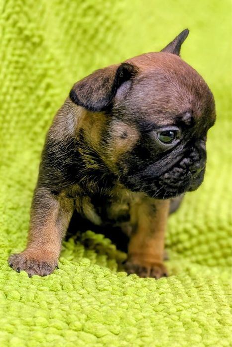 Кому красавчиков?Чистокровные щенки Французского бульдога.