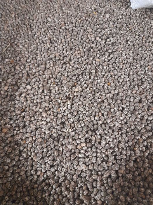 Sprzedam łubin gorzki wąskolistny