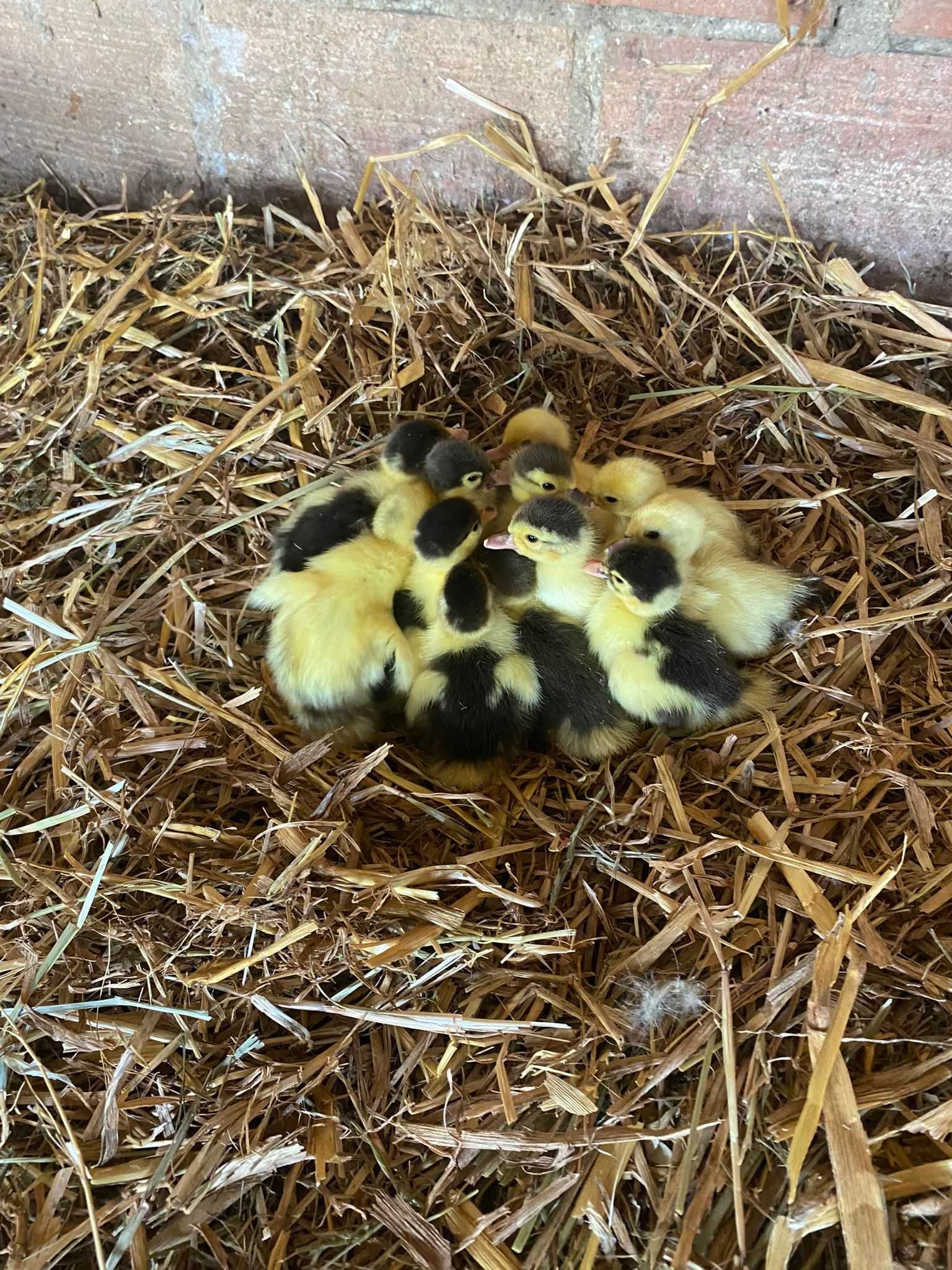 Pata com patinhos