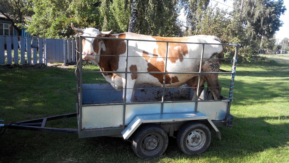 Перевезення корів, коней, свиней.