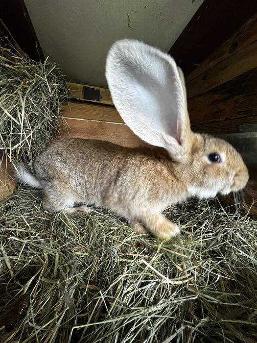 Króliki młode Belgi