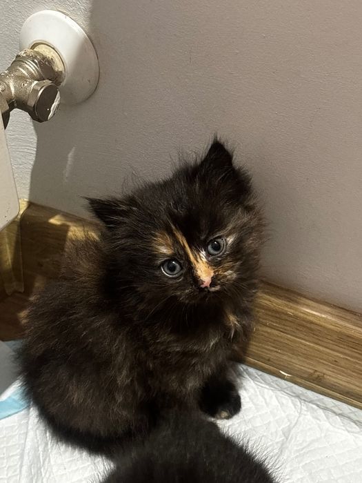 Oddam kotki w dobre ręce