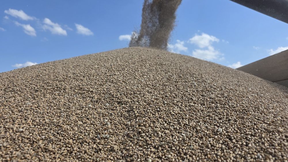 zboże pszenica pszenżyto kukurydza pasza kur  2025 Tarnobrzeg mielec 1