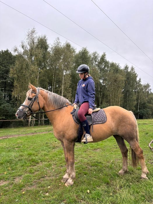 Klacz 12lat 150cm
