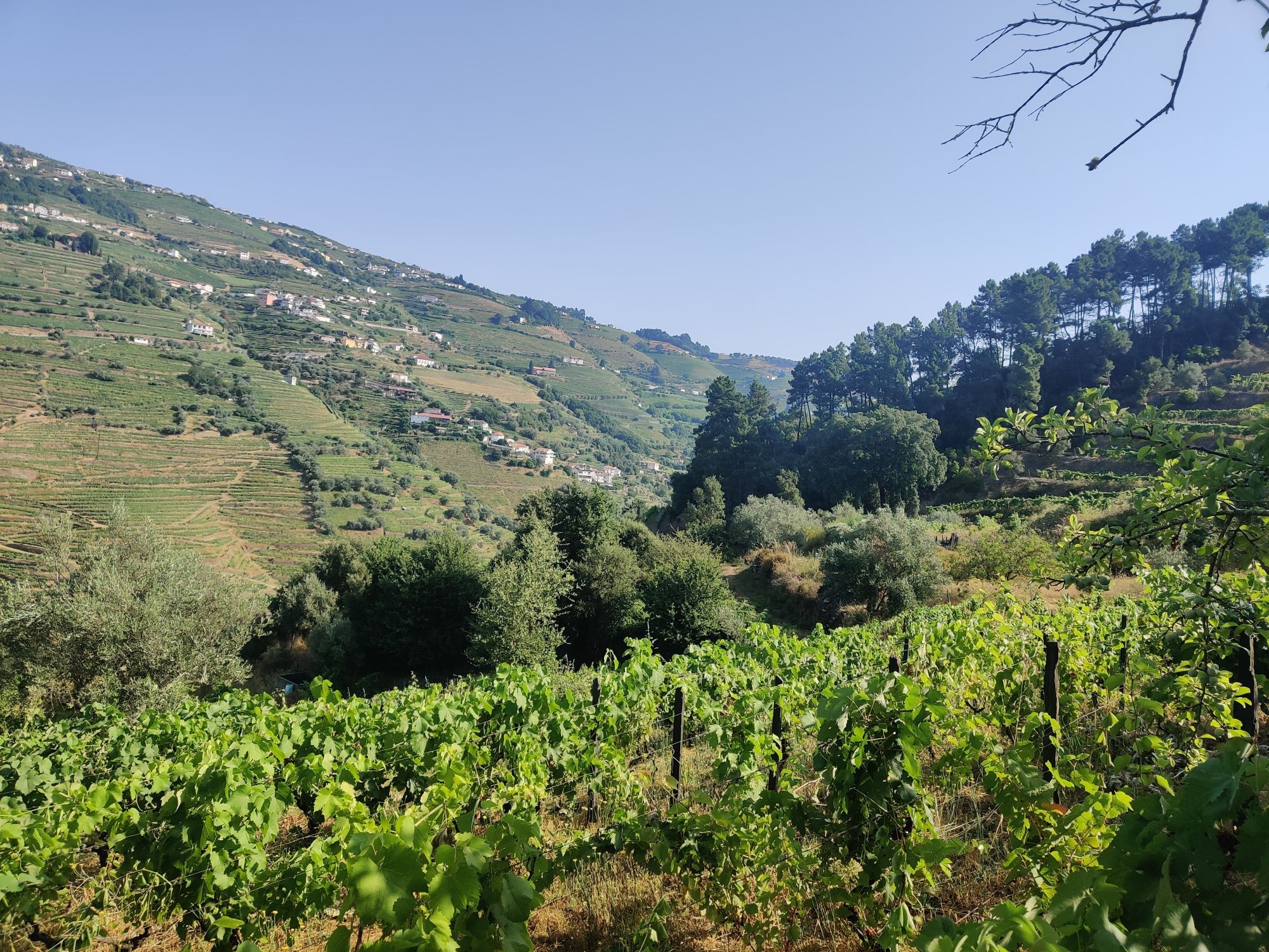 Vinha no Douro para venda ou exploração