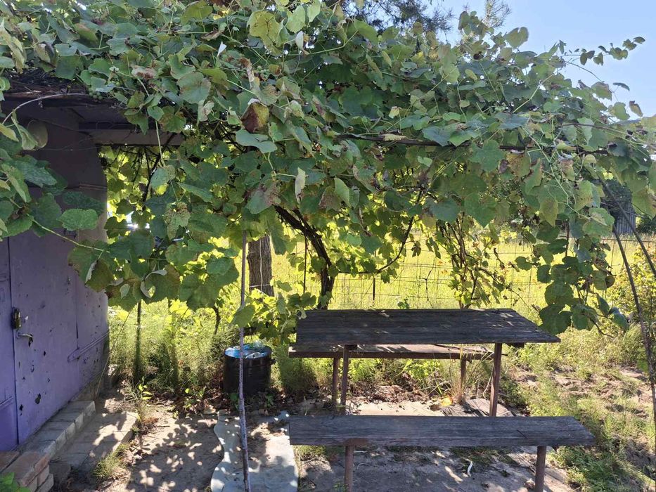 Дачный участок с/о" Сокол"