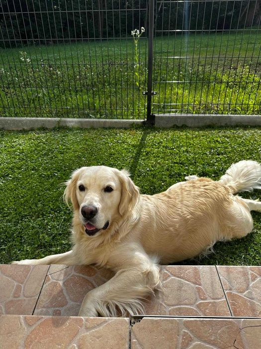 Golden Reriever ZKwP FCI