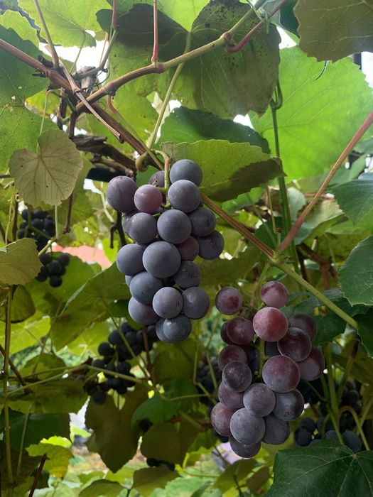 Winogrona na wino i nie tylko