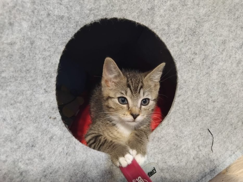 Dwa kociaczki, 2, 5 miesięczne