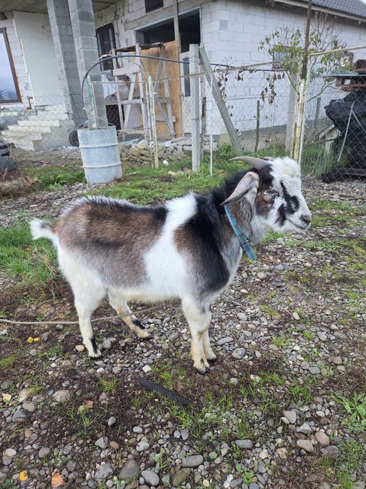 Камерунський козлик для спарювання