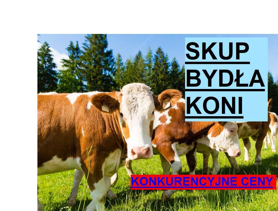 SKUP Bydła Koni Żywca !UBÓJ! Krowy,Krowa,Byk,Byków,Konie,Koń