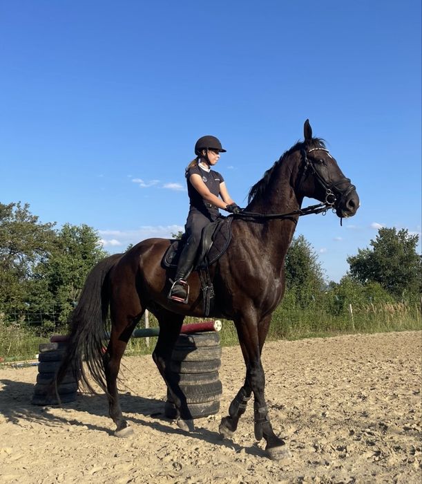 Koń wałach klasa N - piękny