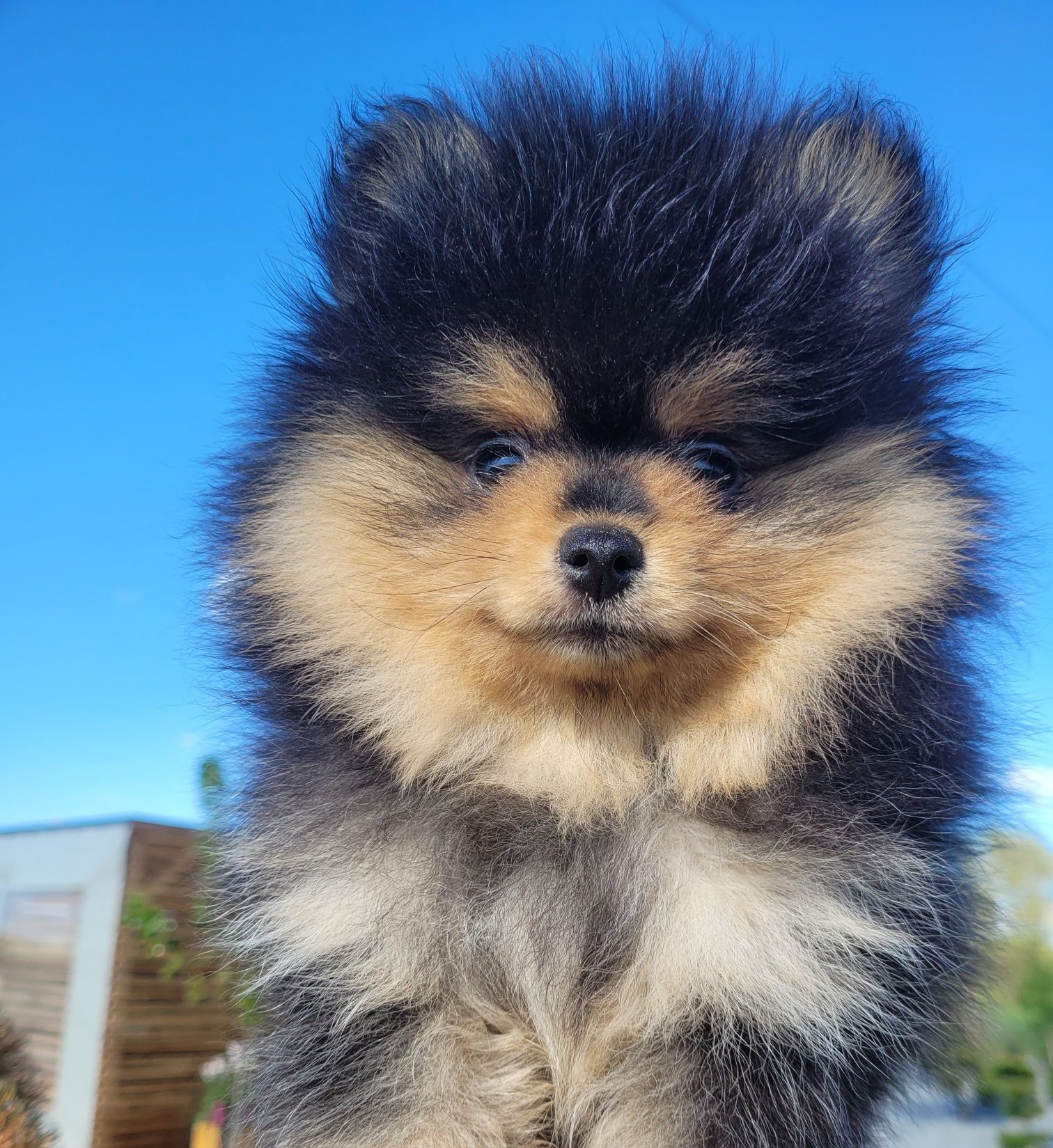 Szpic miniaturowy pomeranian chłopczyk