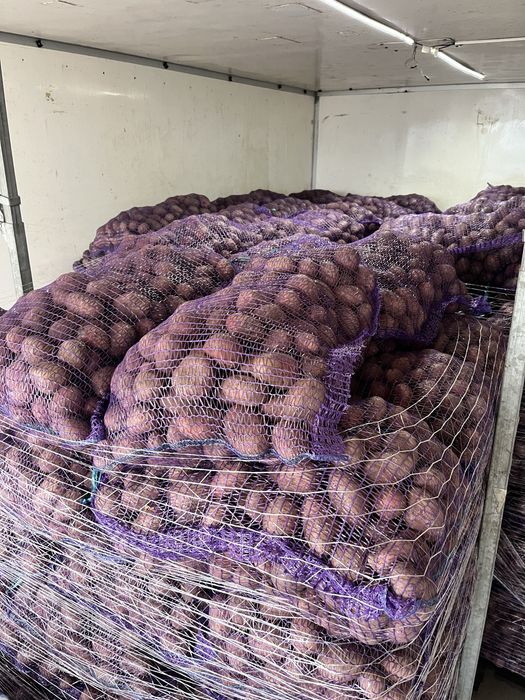 Ziemniaki wielkości sadzeniaka Red Sonia