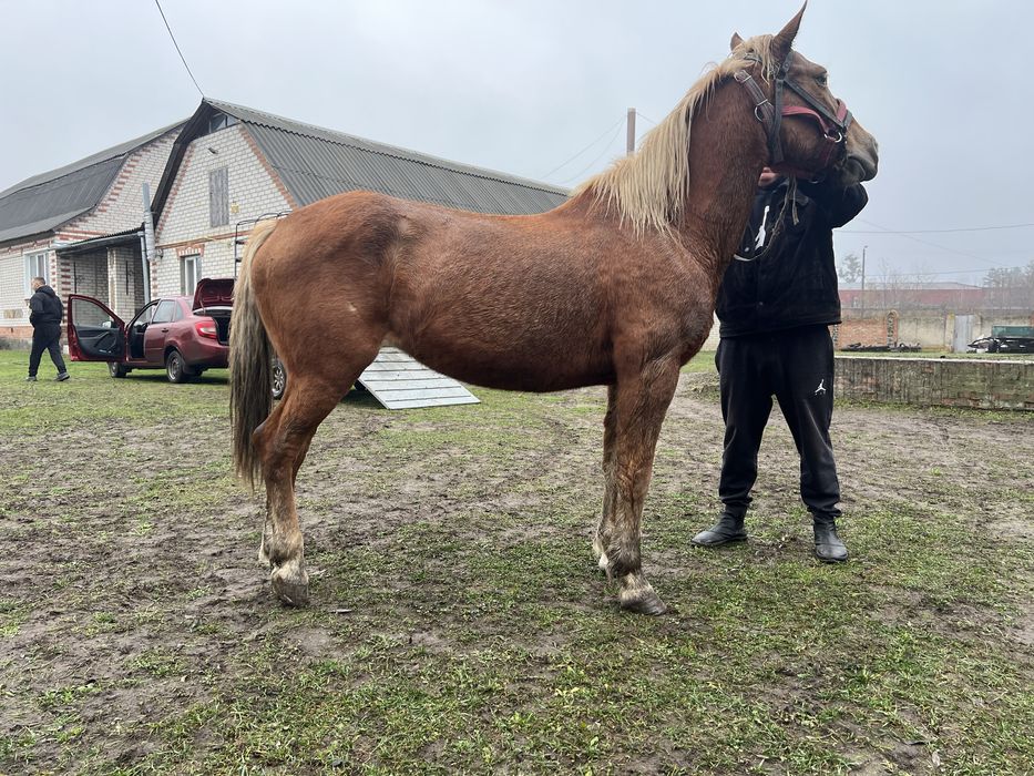 Продам рабочую лошадь