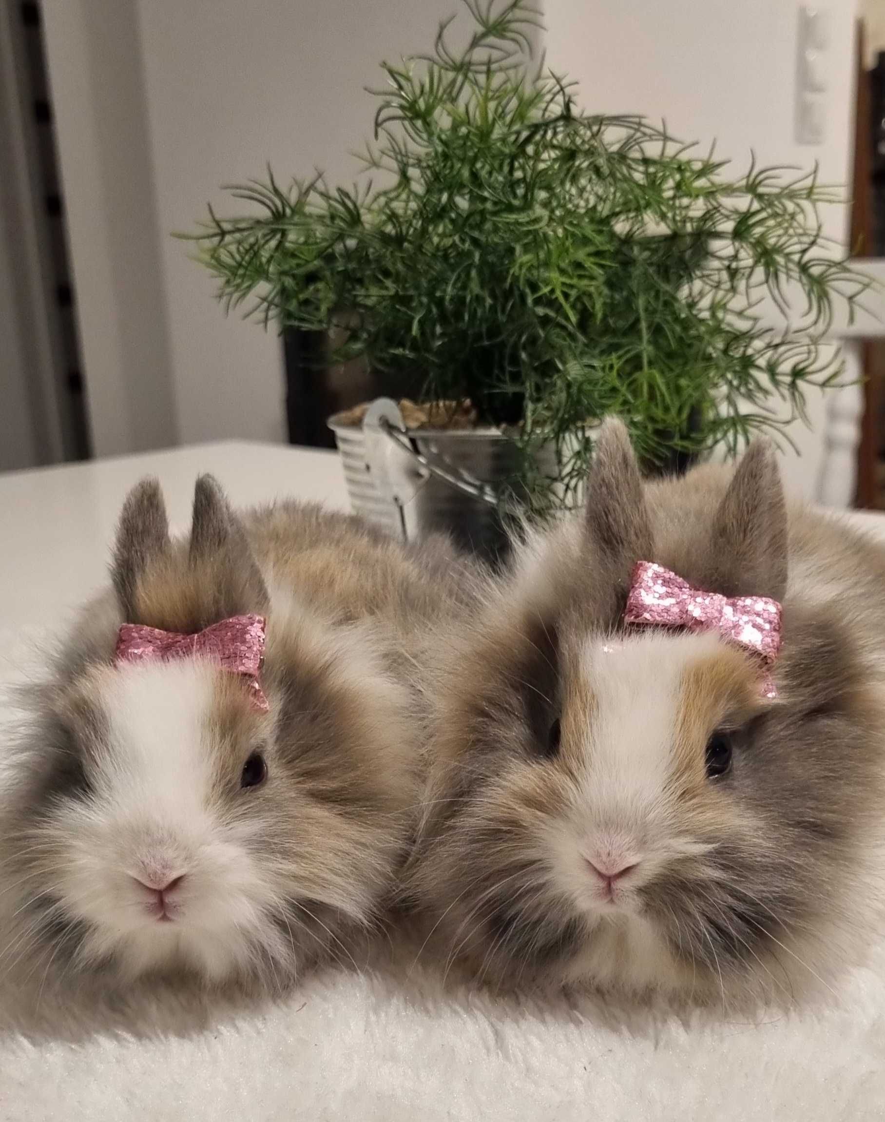 Krolik karzełek miniaturka teddy,lewek,baranek i inne