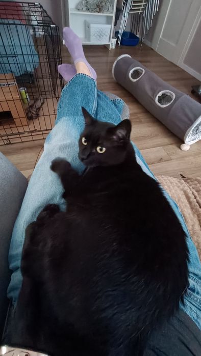 Piękna czarna kotka Greta szuka domu