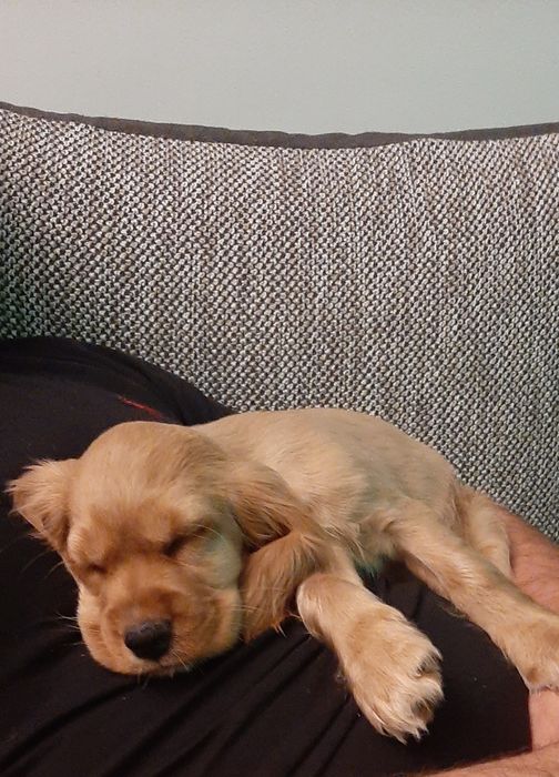 Suczka rasy Cocker Spaniel angielski