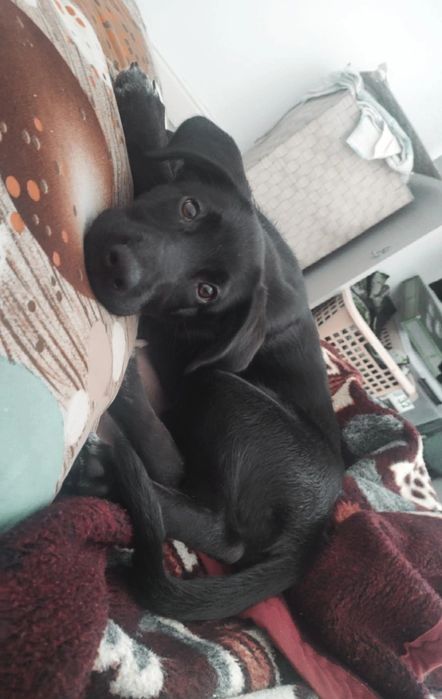 Adoção Responsável — Kira