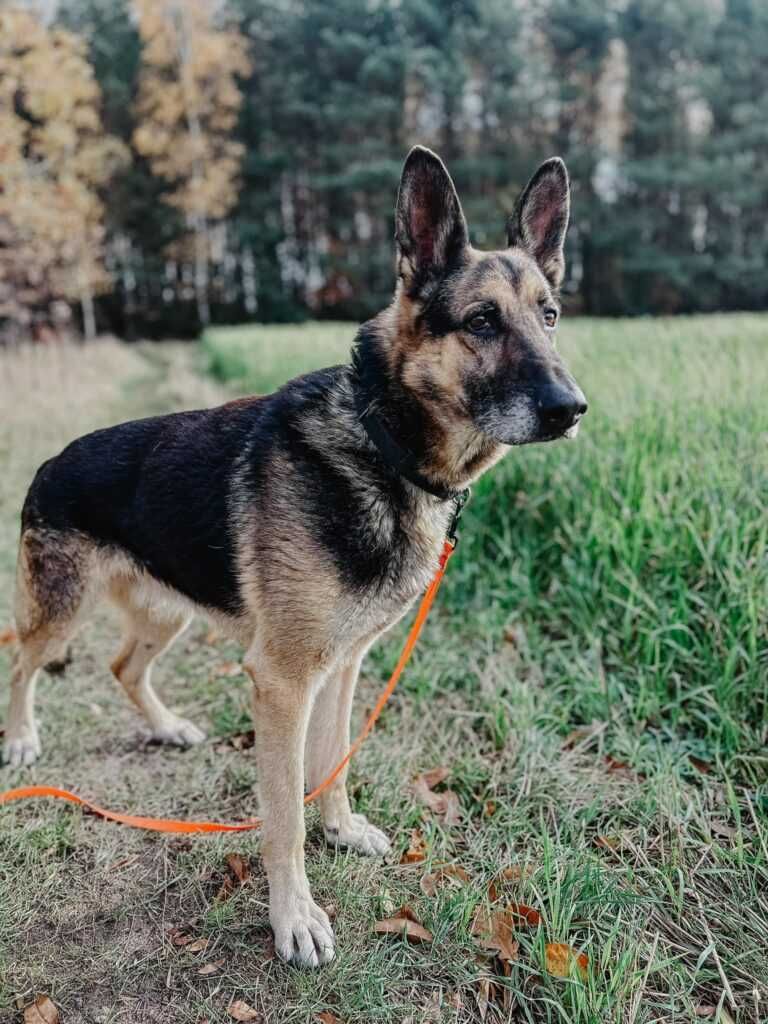 Carlos-pies w typie owczarka z dobrym temperamentem do adopcji