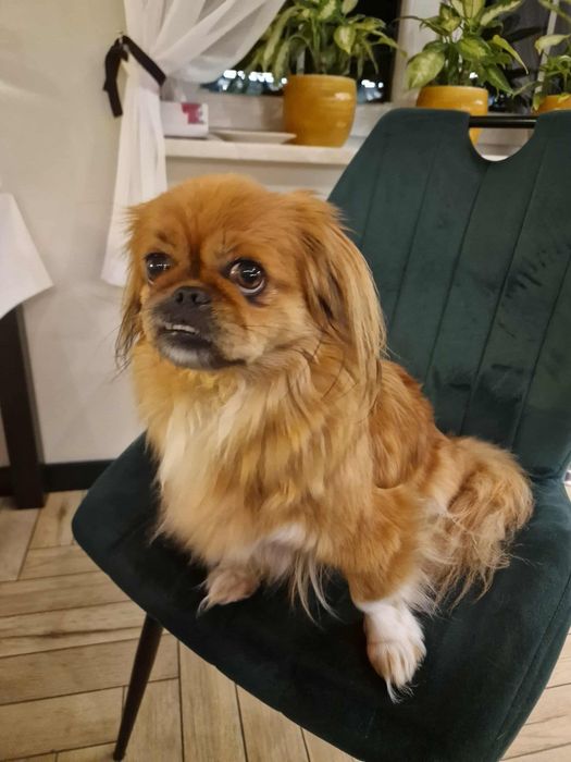 Molly do adopcji sunia w typie pekińczyka