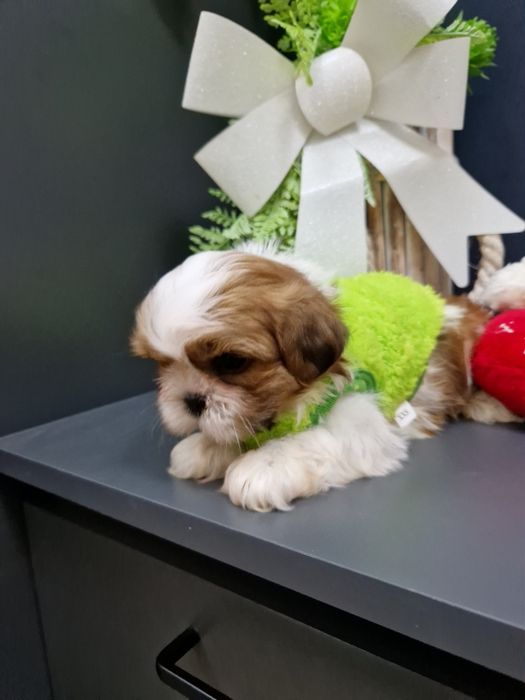 Shih-tzu miniaturka 2xszczepienia legowisko iwyprawka