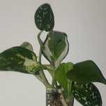 Zestaw 6 pędówek scindapsus epipremnum filodendron
