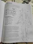 Anglojęzyczne atlasy do fizjologii i anatomii