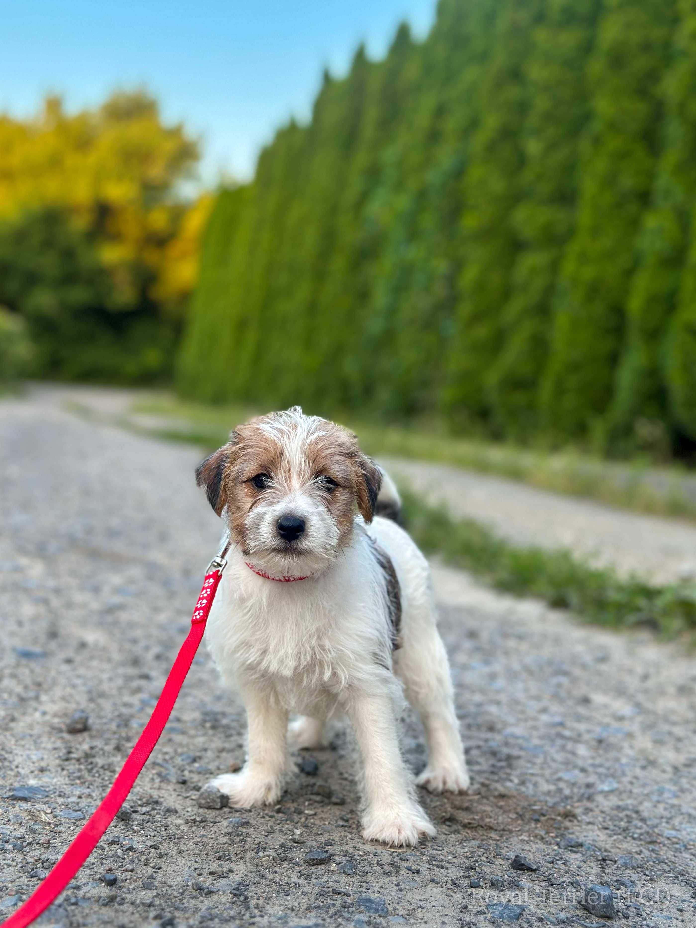 piesek Jack Russell terrier ZKWP/FCI szorstkowłosy