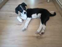 AMADEO 5  mies szczeniak do adopcji