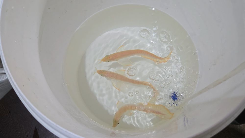 Arowana Albina 25/30cm