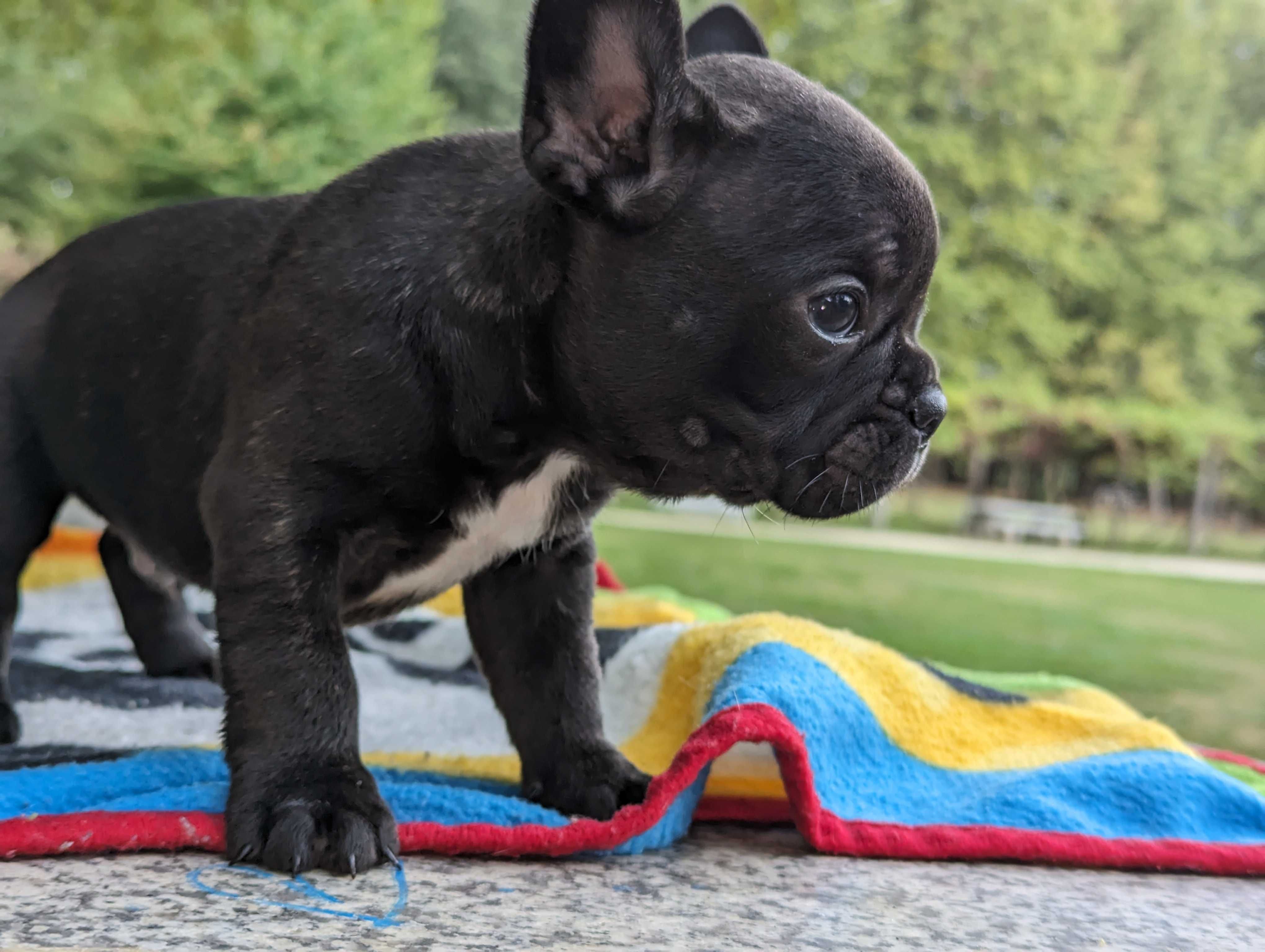 Bulldog francês irrepreensível