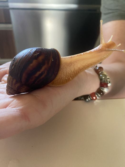 Ślimak Achatina – egzotyczny pupil + naturalny kolagen