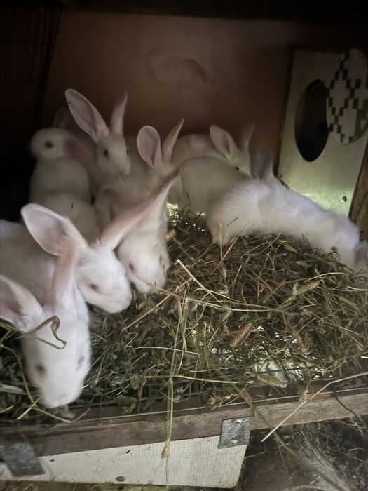 Кролі Каліфорнія