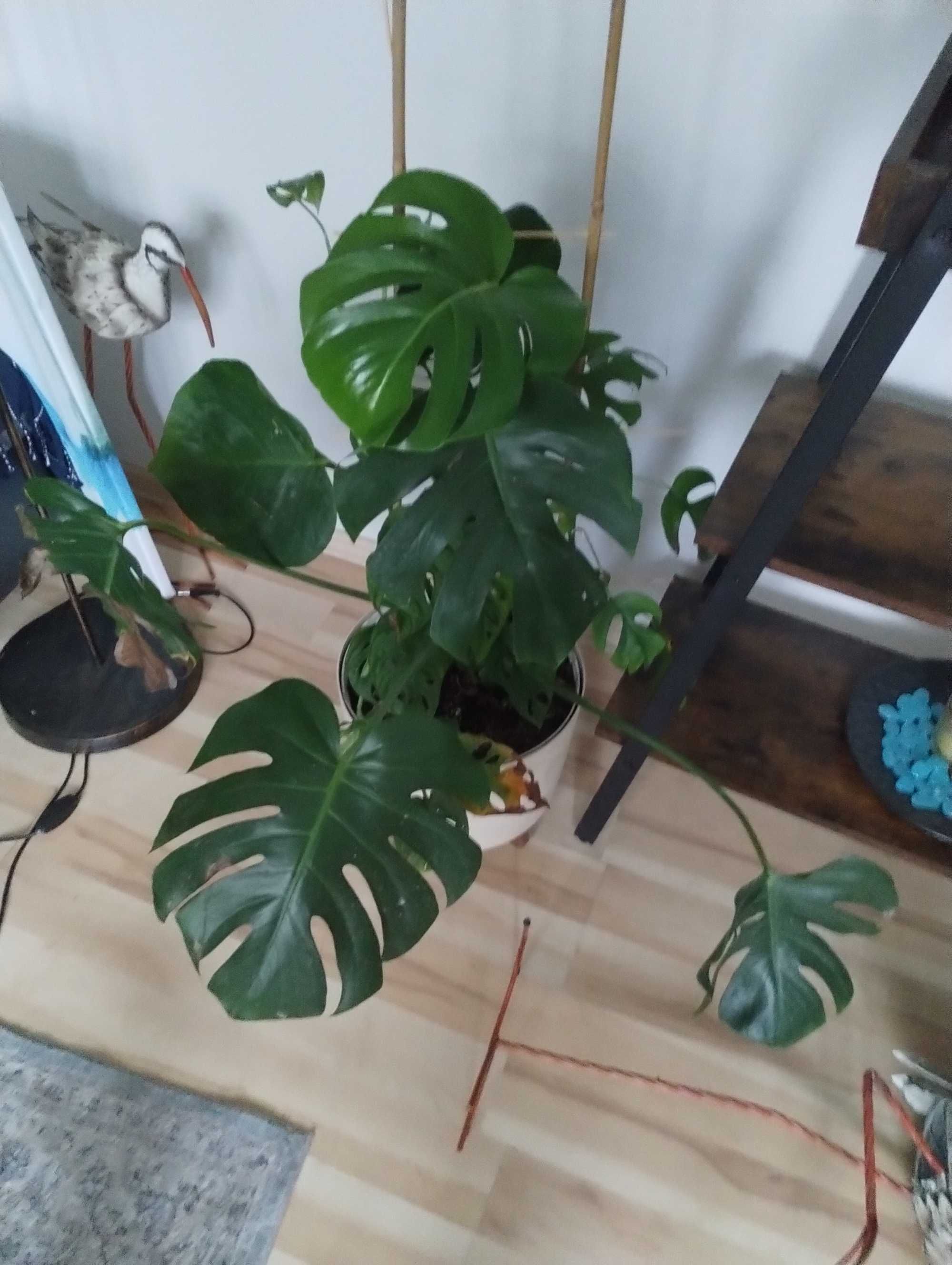 monstera deliciose big leaves-sadzonka