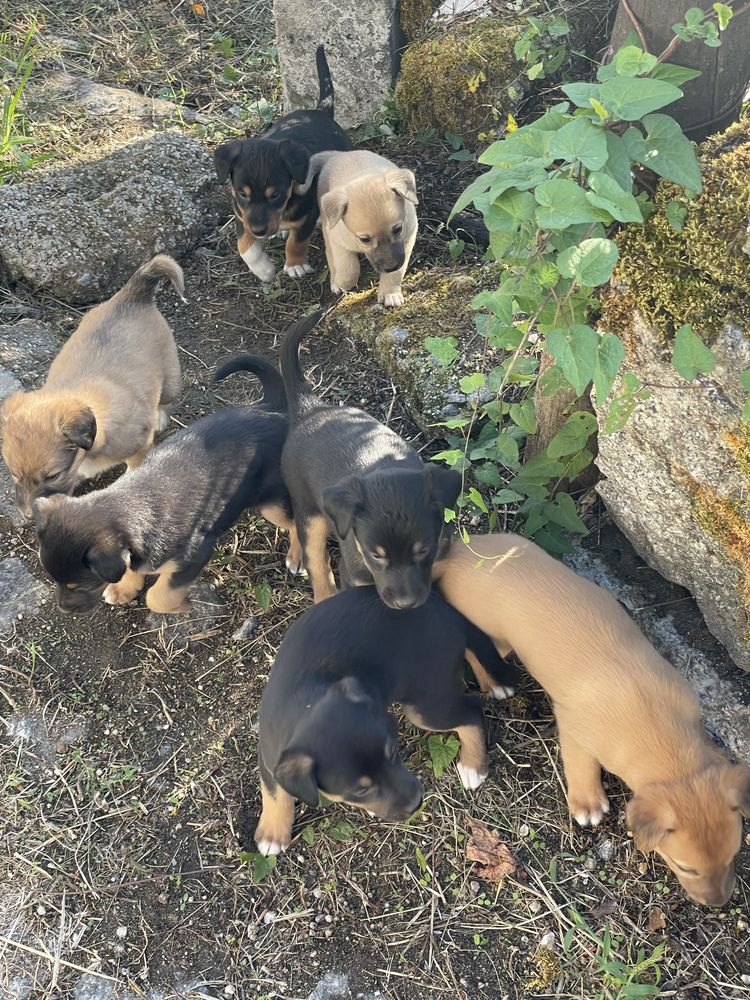 Cachorrinhos para adoção