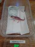 Gekon lamparci nr 43. Super Mack Snow Pied - ANIMALE