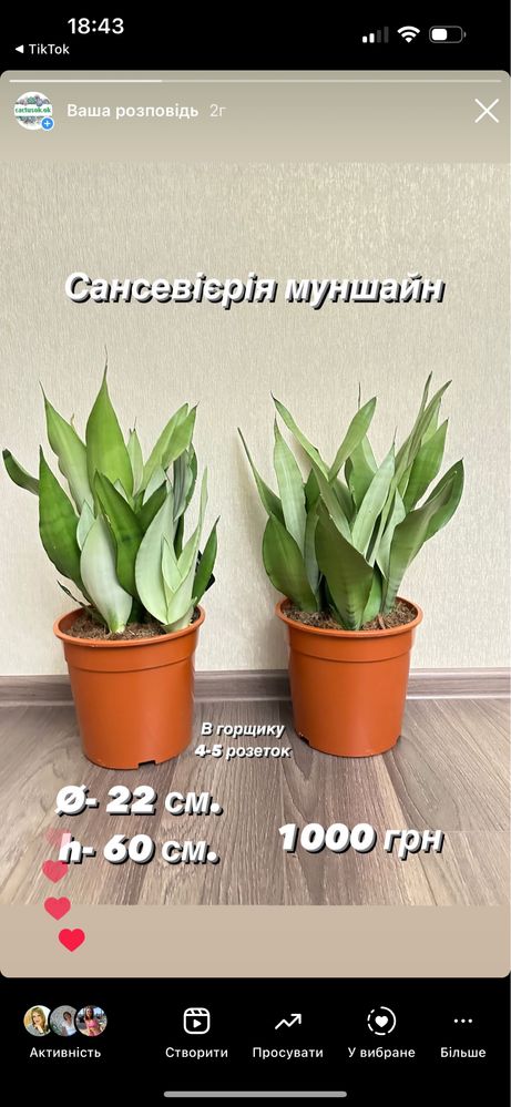 Сансевієрія sansevieria сансевиерия санса багато видів