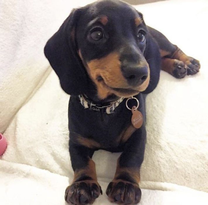 Маленькі такси шукають дім!