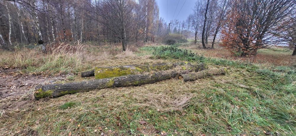 Sprzedam drzewo dębowe, dąb kłoda
