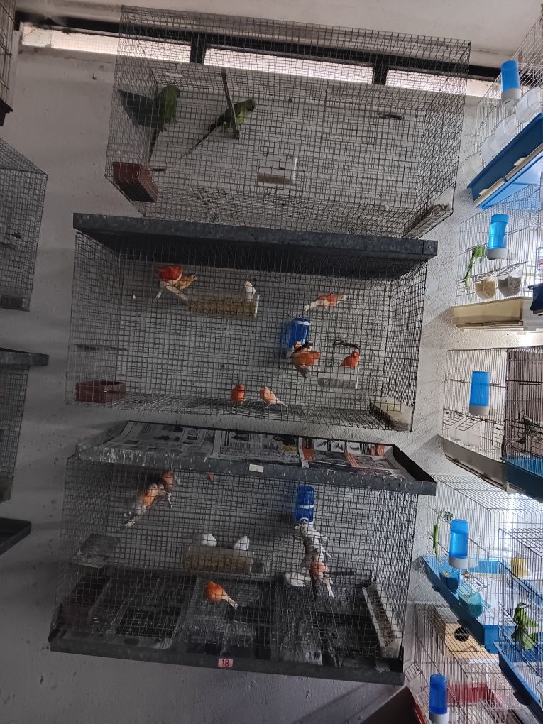 Vendo gaiolas em rede e canários