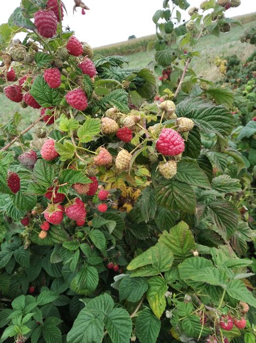 Sprzedam sadzonki malin WCZESNE,PÓŻNE, Gigant owoce -SZYBKA WYSYŁKA