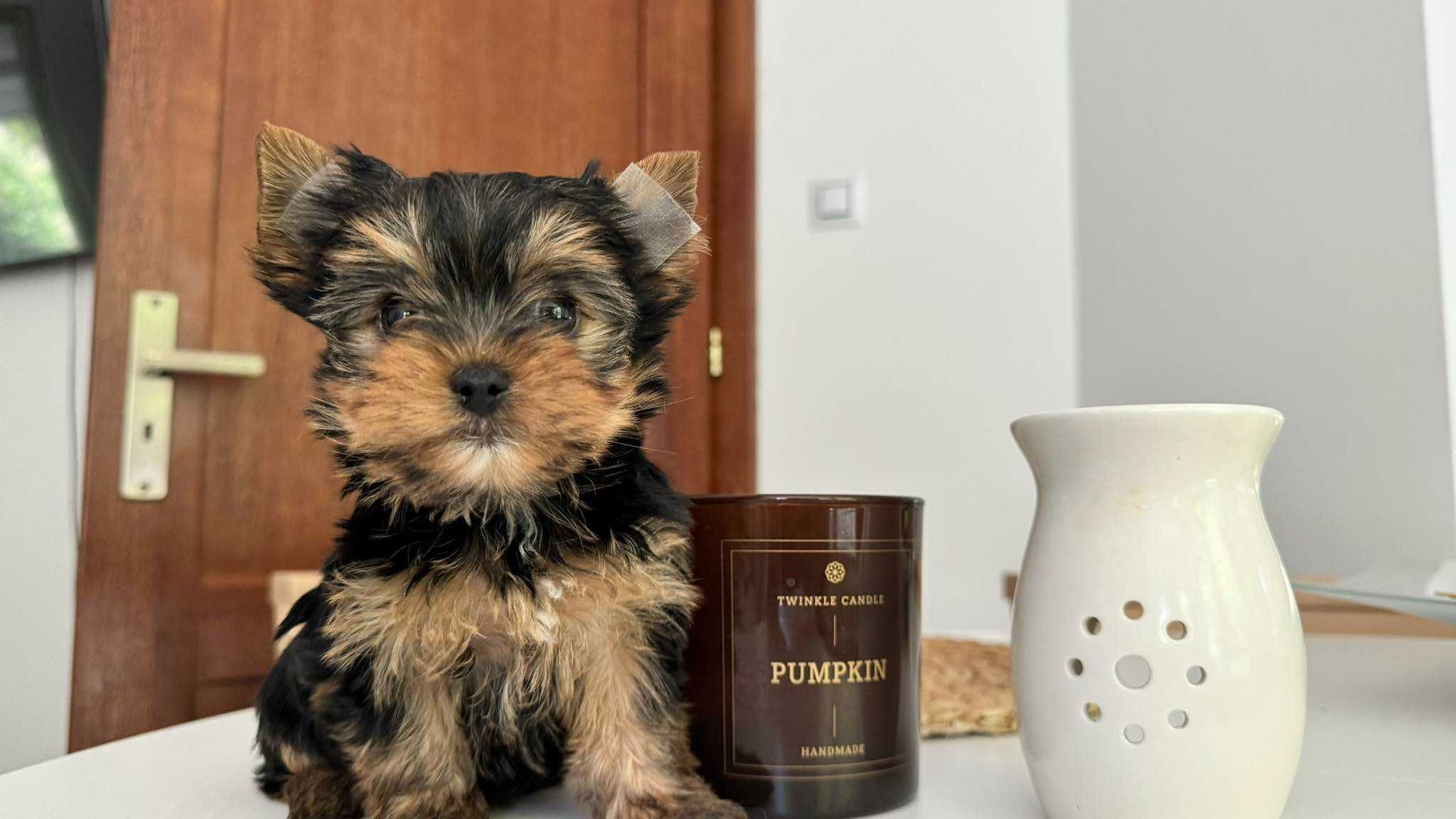 Chłopczyk Yorkshire Terrier Mini z Rodowodem