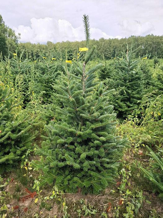 Jodła Frasera w donicy / doniczka 125 - 175 cm- Plantacja TuChoinki.pl