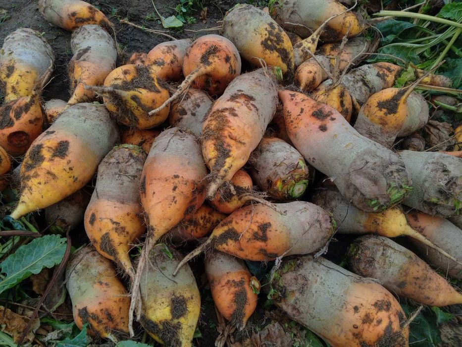 Буряк кормовий