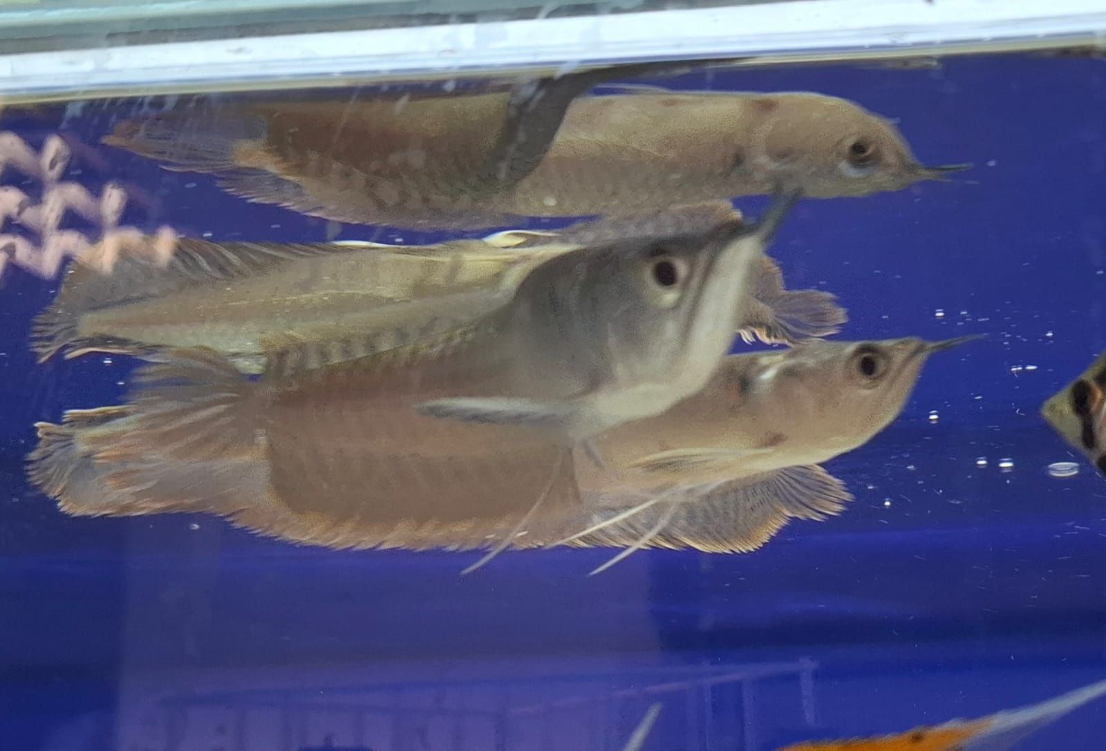 Arowana Srebrna 15-20 cm