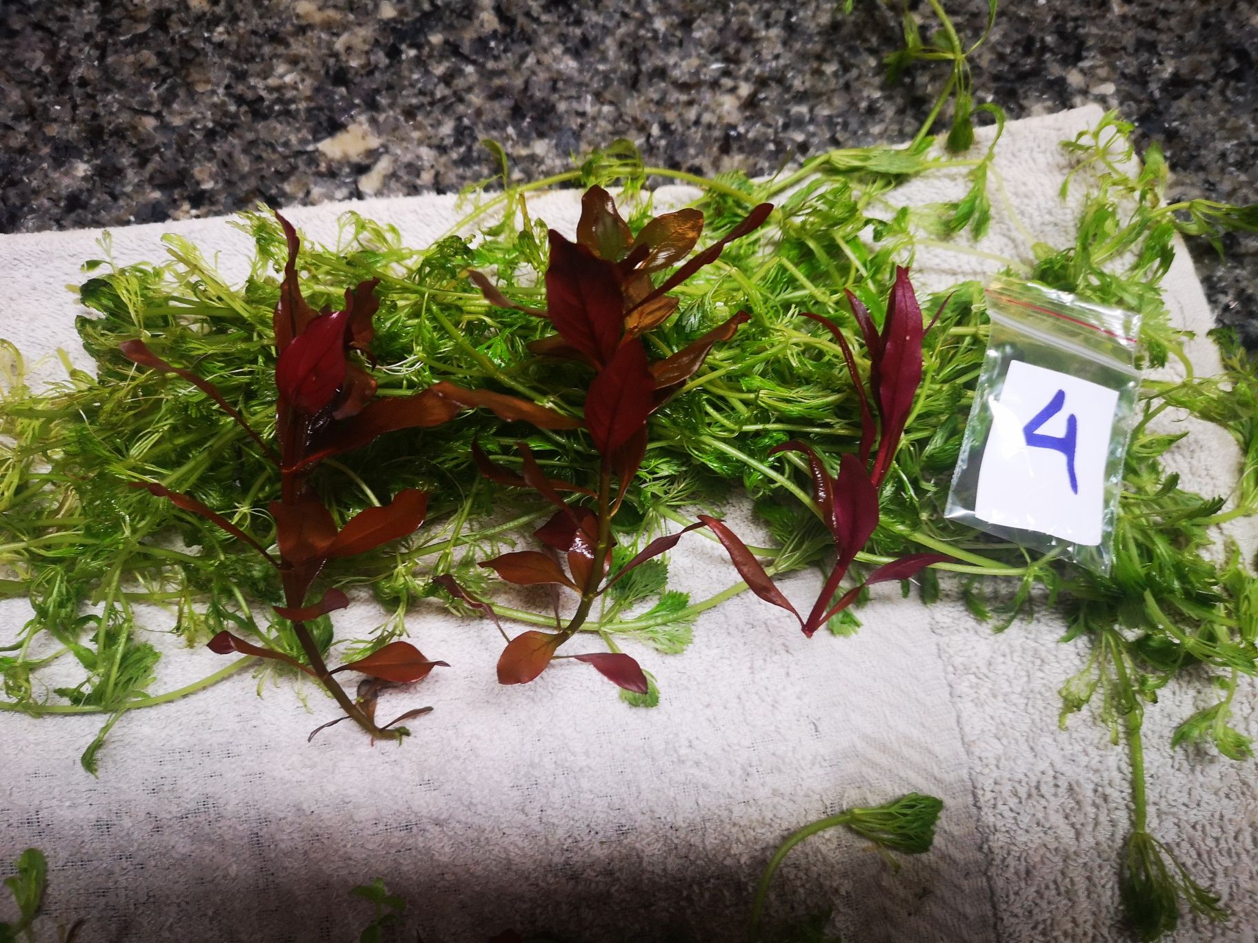 Plantas Aquário Podas 12 PÉS
